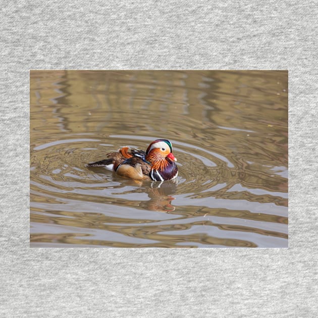 Mandarin Duck by GrahamPrentice